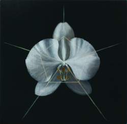 Orchid.  2009, oil on board, 296 x 304mm.  web